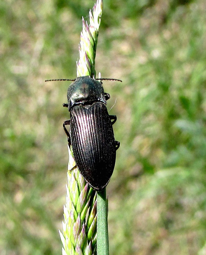 Selatosomus aeneus