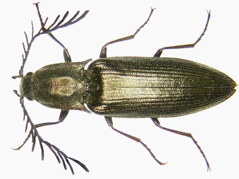 Ctenicera pectinicornis Linnaeus, 1758