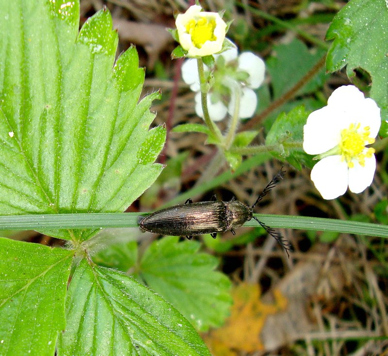 Ctenicera pectinicornis Linnaeus, 1758