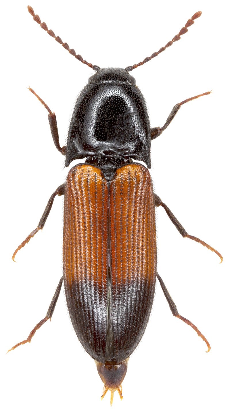 Litargus balteatus
