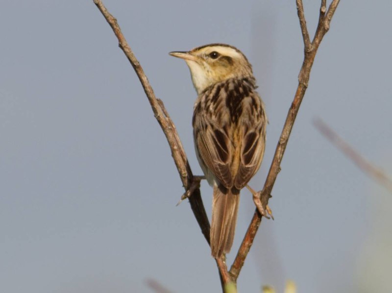 Acrocephalus paludicola