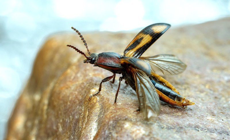 Selatosomus cruciatus