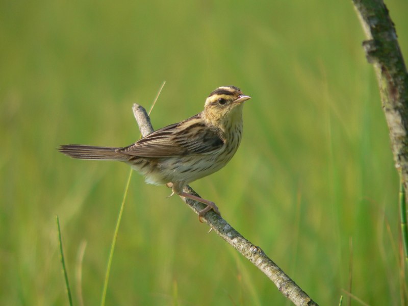 Вертлявая камышевка (Acrocephalus paludicola)