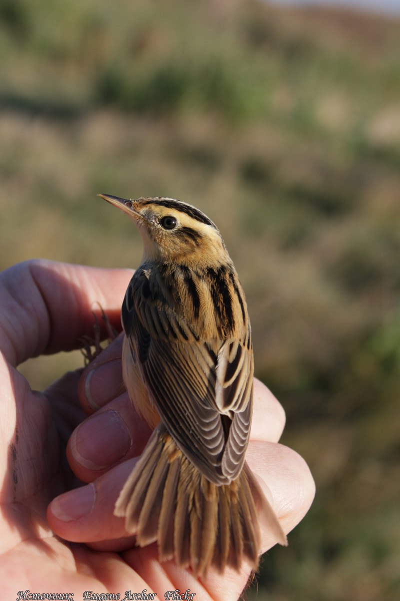 Вертлявая камышевка (Acrocephalus paludicola)