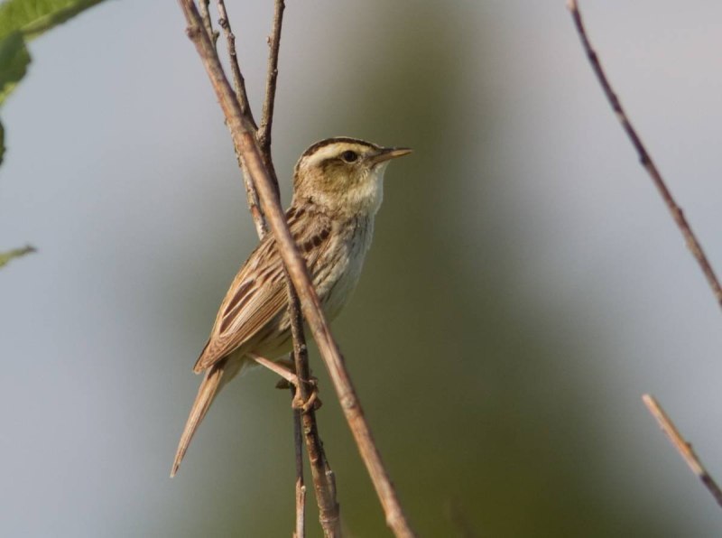 Acrocephalus paludicola