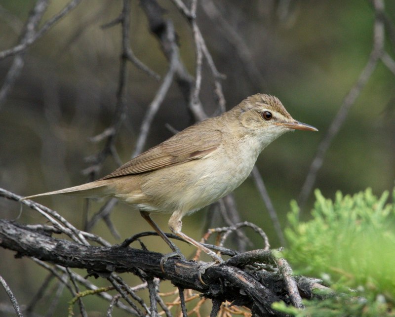 Садовая камышевка – Acrocephalus dumetorum