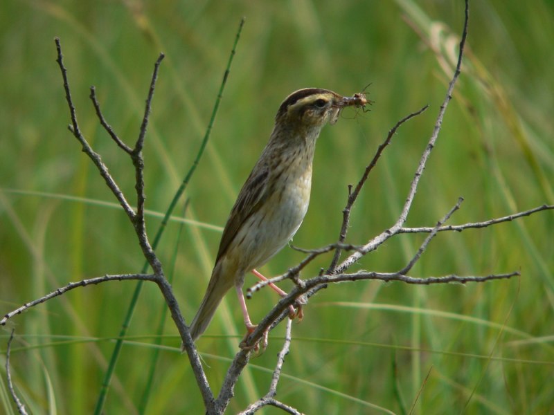 Вертлявая камышевка (Acrocephalus paludicola)