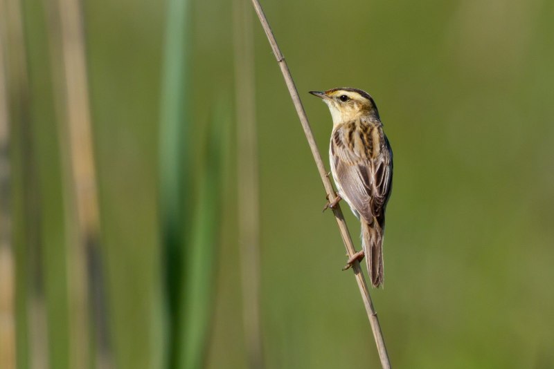Acrocephalus paludicola