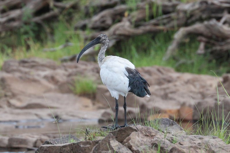 Threskiornis aethiopicus