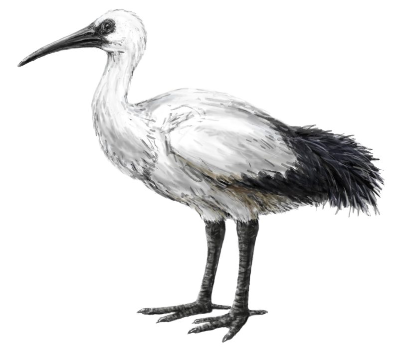 Threskiornis solitarius