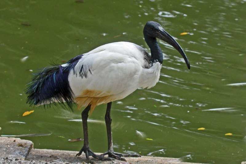 Threskiornis solitarius