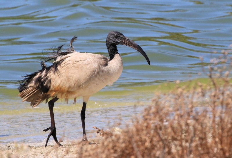Священный Ибис (Threskiornis aethiopicus)