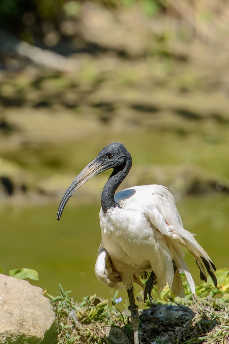 Threskiornis aethiopicus
