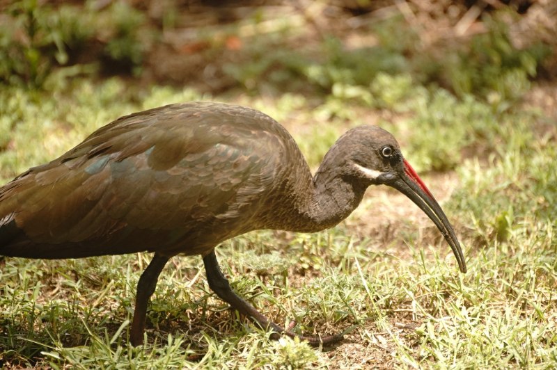 African Sacred ibis