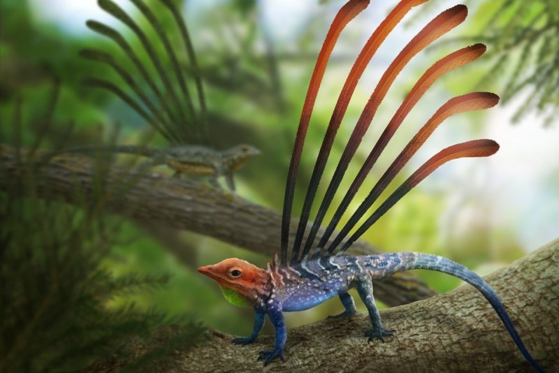 Longisquama insignis