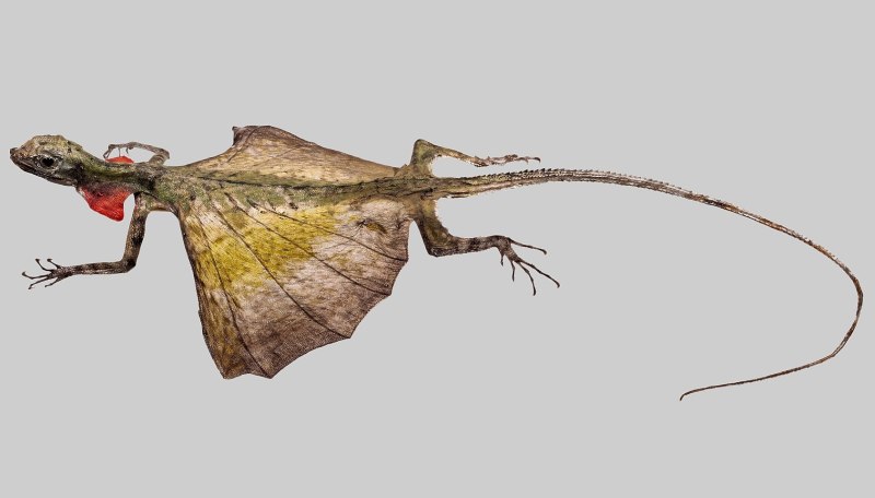Летающий дракон (Draco volans)
