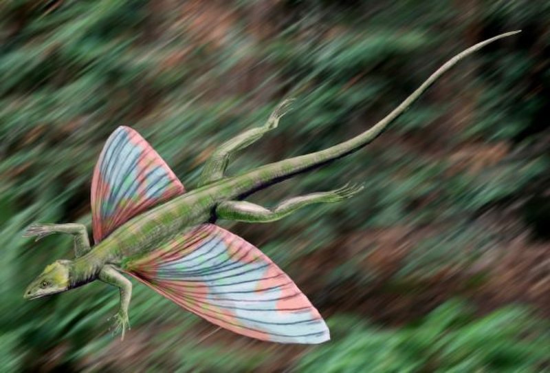 Weigeltisaurus jaekeli