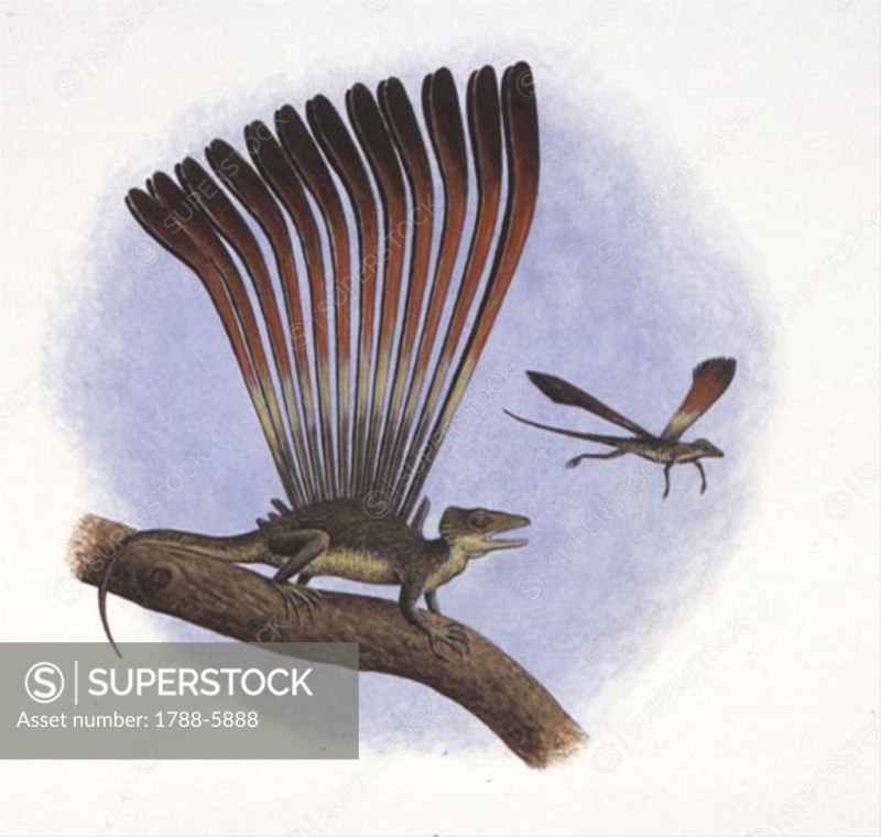 Longisquama insignis