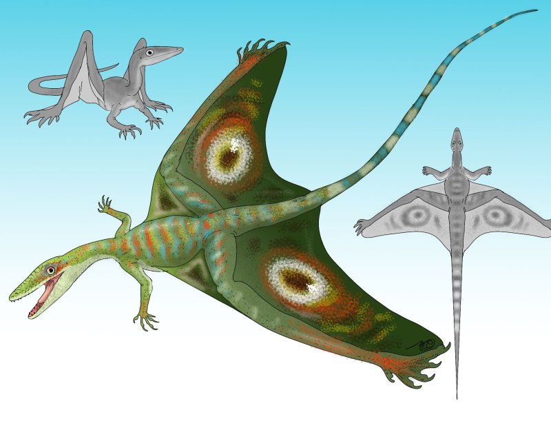 Sharovipteryx Mirabilis