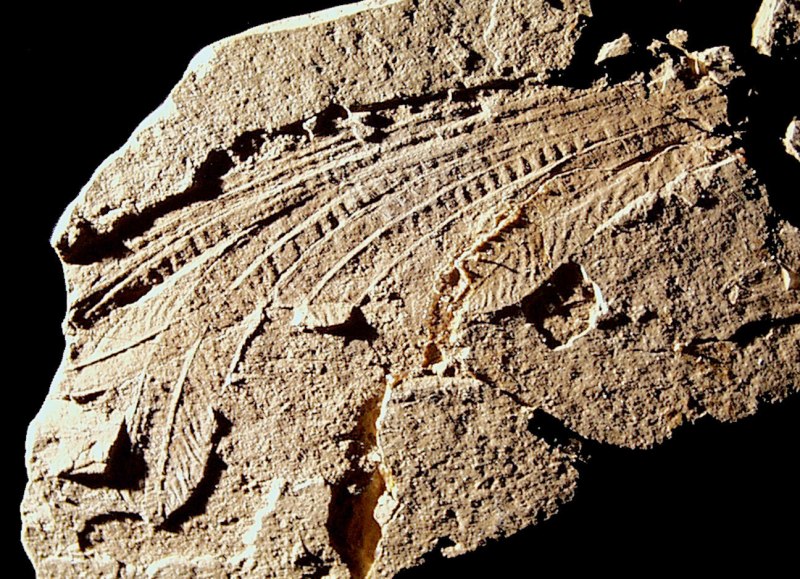 Longisquama insignis