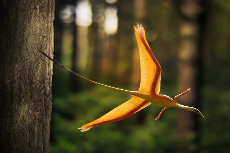 Sharovipteryx Mirabilis