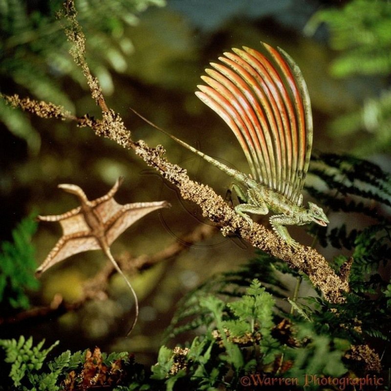 Longisquama insignis