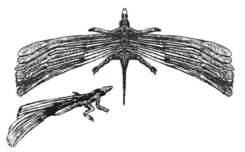 Longisquama insignis