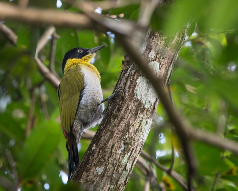Picus erythropygius