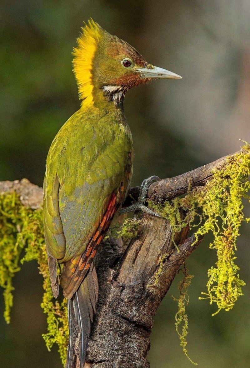 Chrysophlegma flavinucha