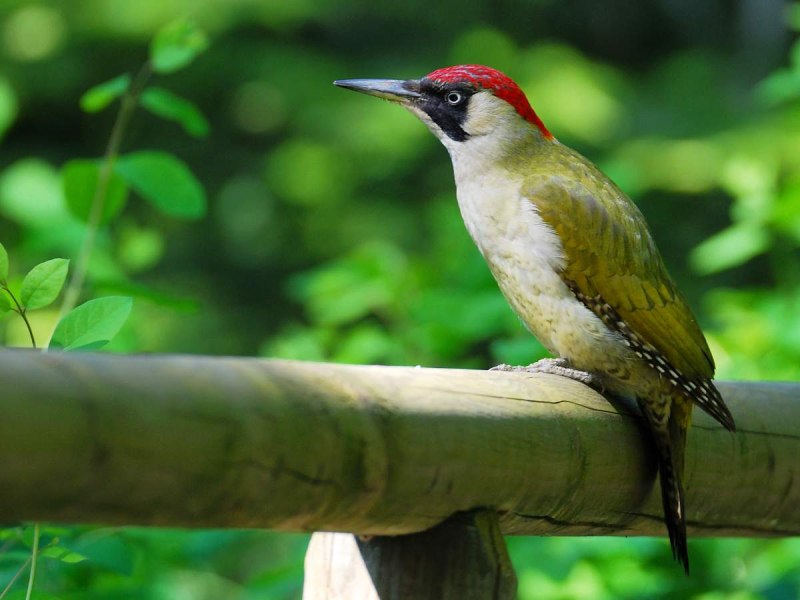 Picus viridis (зеленый дятел)