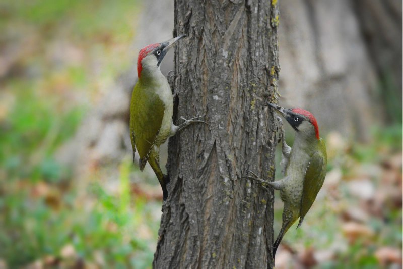 Зеленый дятел -Picus viridis Linnaeus (1758)