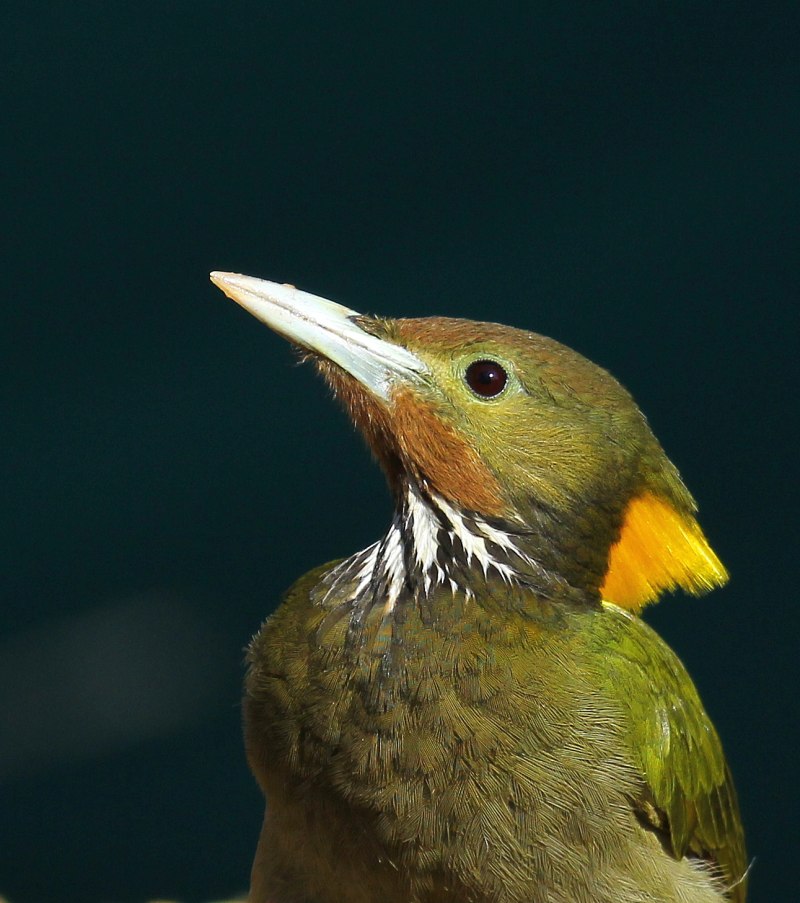 Chrysophlegma flavinucha