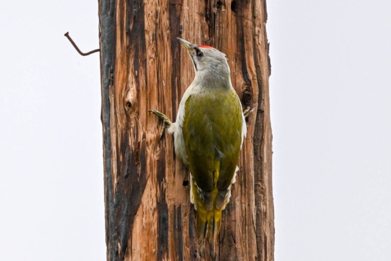 Дятел седой, или седоголовый (Picus canus). Самец