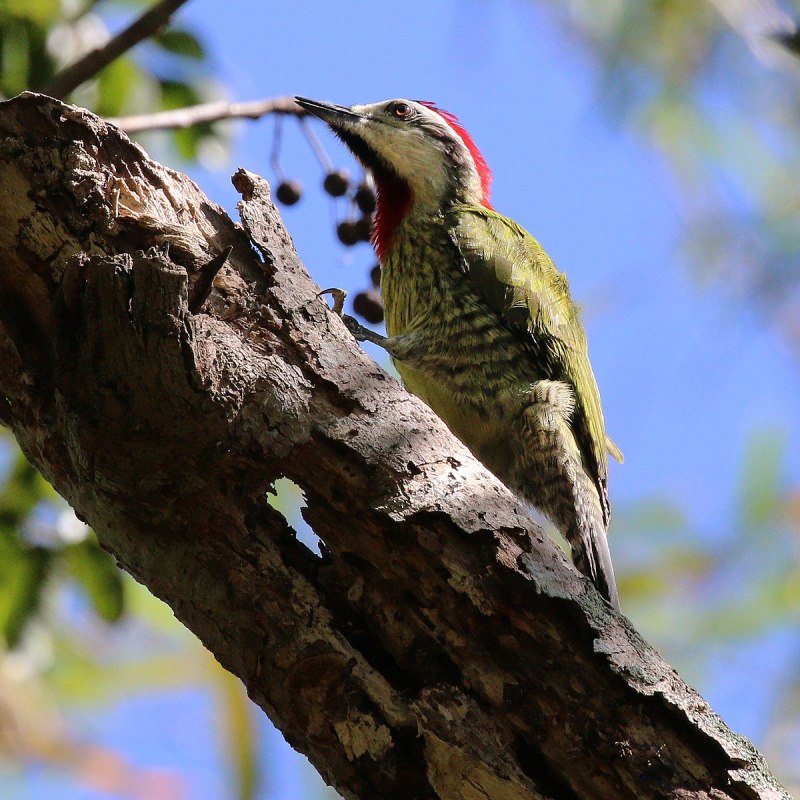 Xiphidiopicus percussus!
