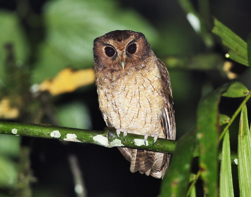 Megascops colombianus