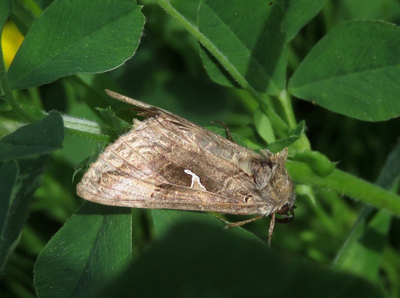 Совка бабочка crambodes talidiformis