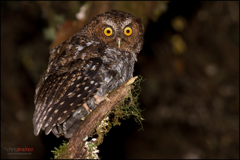 Совиные (Strigidae)