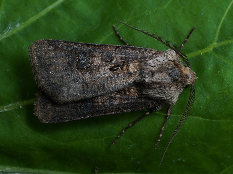 Гусеница Agrotis Clavis