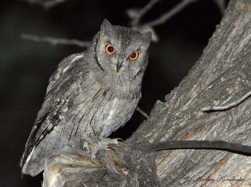 Otus brookii — малайская совка