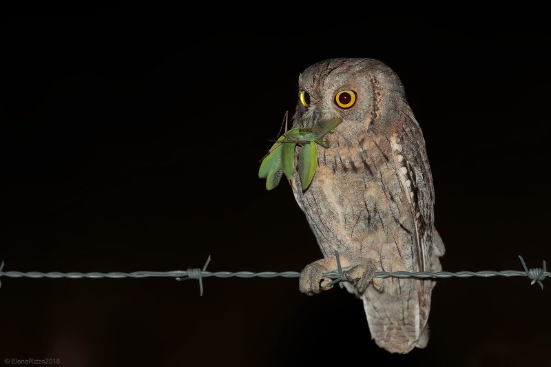 Otus Unity