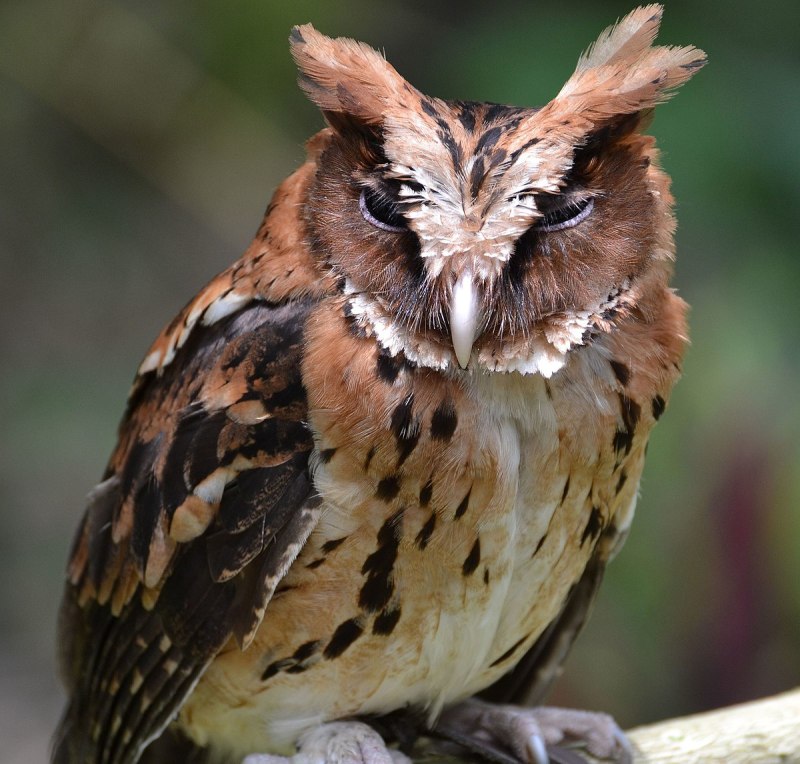Otus gurneyi