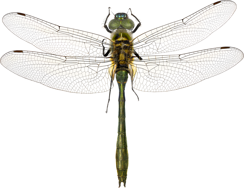 Cordulia aenea