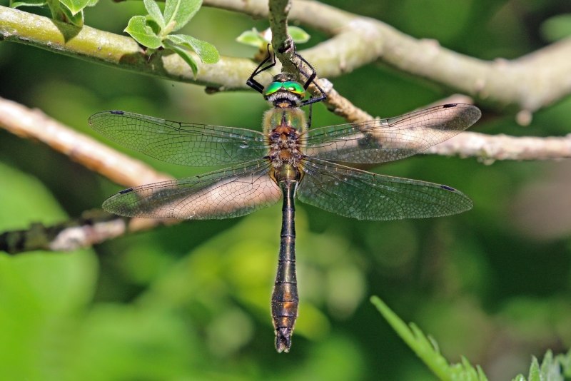 Стрекозы (Odonatoptera)