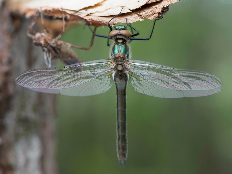 Cordulia aenea (Linnaeus , 1758)