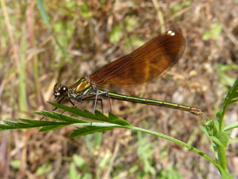 Calopteryx haemorrhoidalis