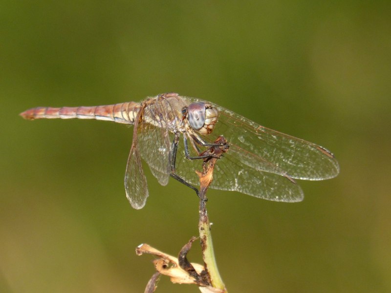 Orthetrum chrysostigma