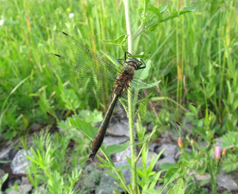Бабка бронзовая (Cordulia aenea)