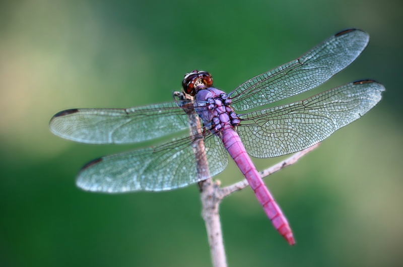 Dragonfly Purple