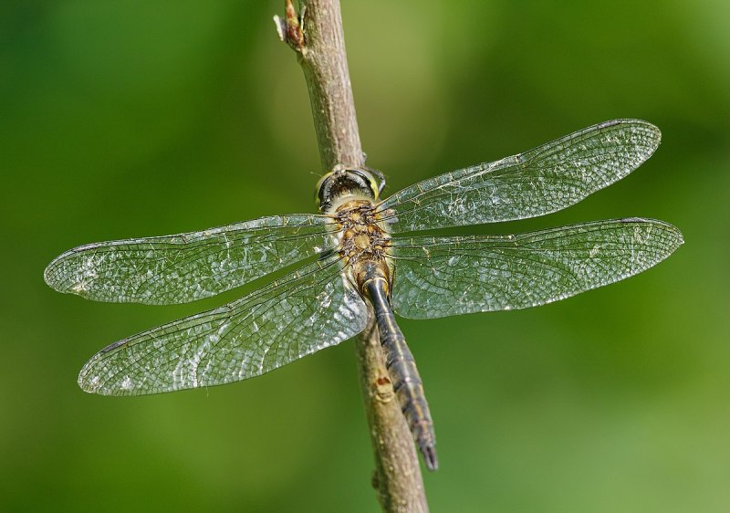 Somatochlora flavomaculata