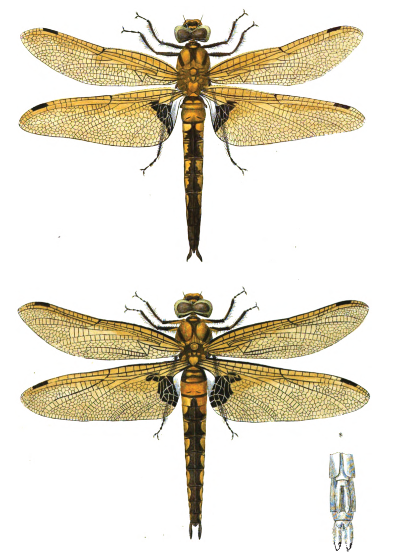 Epitheca bimaculata